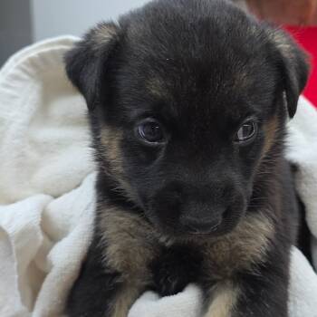 Eggbert -  German Shepherd Dog and Mixed Breed Dog Available for Adoption in Buellton, California - Eggbert | PetCurious