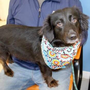 Dachshund Dogs Available for Adoption - Bear | PetCurious