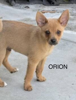 Rescue Chihuahua and Terrier Dogs for Adoption in South San Francisco, California - Orion | PetCurious