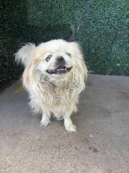 61488132 -  Pekingese and Mixed Breed Dog for Adoption in El Paso, Texas - 61488132 | PetCurious