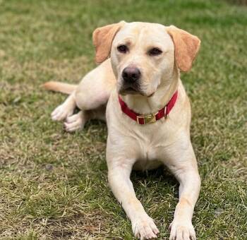 Chelsea -  Labrador Retriever and Pit Bull Terrier Dog for Adoption in Roswell, Georgia - Chelsea | PetCurious