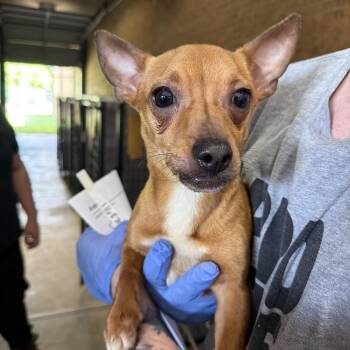Chihuahua Dogs Available for Adoption in Birmingham, Alabama - Bluey | PetCurious