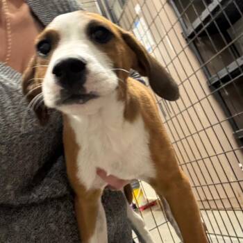 May -  Beagle and Hound Dog for Adoption in Normal, Illinois - May | PetCurious