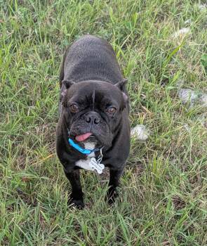Fancy -  French Bulldog and Boston Terrier Dog for Adoption in Benton, Kansas - Fancy | PetCurious