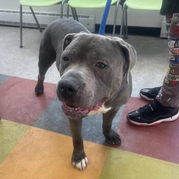 Mixed Breed Dogs Available for Adoption - Doggerton | PetCurious