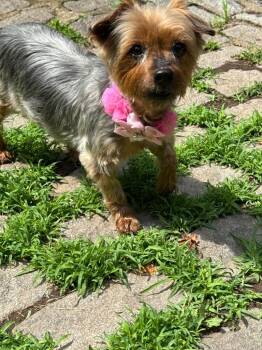 Mimi -  Yorkshire Terrier Dog for Adoption in Pomona, New York - Mimi | PetCurious