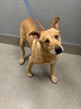 BARLEY -  German Shepherd Dog and Mixed Breed Dog for Adoption in Las Vegas, Nevada - BARLEY | PetCurious