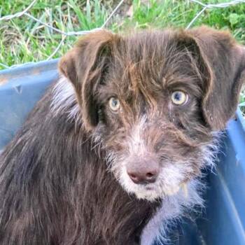 Mixed Breed Dogs Available for Adoption in West Plains, Missouri - Micheal | PetCurious