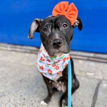 Mixed Breed Dogs Available for Adoption in Jersey City, New Jersey - Miranda Priestly | PetCurious