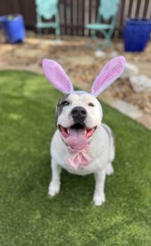 Terrier Dogs Available for Adoption in San Antonio, Texas - Tonya | PetCurious