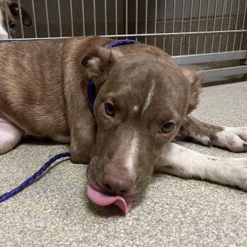Angelica -  Mixed Breed Dog for Adoption in Bristol, Indiana - Angelica | PetCurious