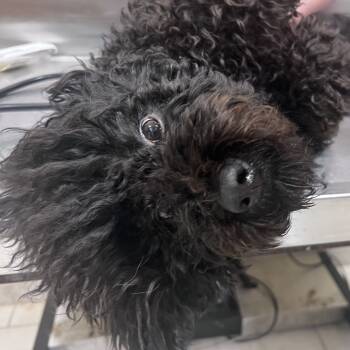 Rescue Poodle Dogs for Adoption in Arlington, Virginia - Rachel | PetCurious