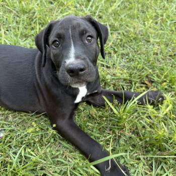 Onyx -  Pit Bull Terrier and American Bulldog Dog for Adoption in Groveland, Florida - Onyx | PetCurious