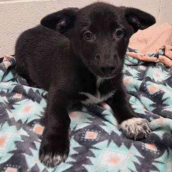 Sleepy -  Cardigan Welsh Corgi and Cattle Dog Dog for Adoption in Beaumont, Texas - Sleepy | PetCurious