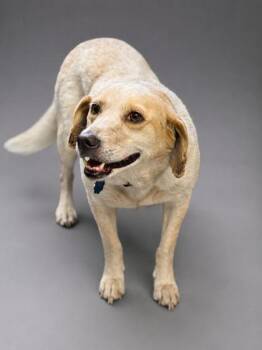 Rose~SPONSORED! -  Australian Cattle Dog Blue Heeler and Beagle Dog for Adoption in Bowling Green, Kentucky - Rose~SPONSORED! | PetCurious
