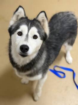 MAISIE -  Siberian Husky Dog for Adoption in Chula Vista, California - MAISIE | PetCurious