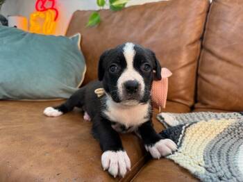 Hound Dogs Available for Adoption - Bunny Love | PetCurious