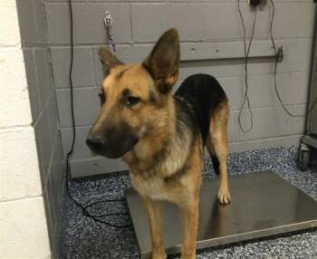 HAPPI -  German Shepherd Dog Dog for Adoption in Thousand Palms, California - HAPPI | PetCurious