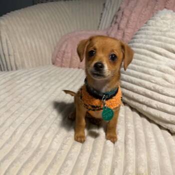 Tater -  Chihuahua and Mixed Breed Dog for Adoption in Buffalo, Minnesota - Tater | PetCurious