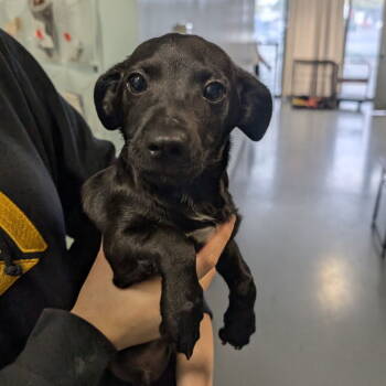 Rescue Dachshund Dogs for Adoption in Chico, California - OLLO | PetCurious