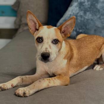 Jude -  Cattle Dog and Mixed Breed Dog for Adoption in Kanab, Utah - Jude | PetCurious