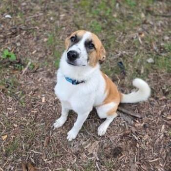 Frankie -  Collie and Mixed Breed Dog for Adoption in Madison, Wisconsin - Frankie | PetCurious