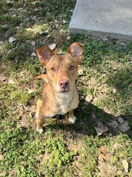 Rescue Labrador Retriever and Mixed Breed Dogs for Adoption in St. Peters, Missouri - BOLT | PetCurious