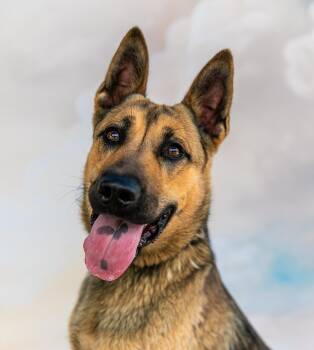 JACKSON -  German Shepherd Dog Dog for Adoption in Pasadena, California - JACKSON | PetCurious