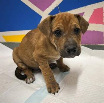 Pit Bull Terrier Dogs Available for Adoption in Baytown, Texas - VIRGIL | PetCurious