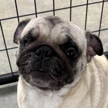 Boopadoop -  Pug Dog for Adoption in Auburn, Nebraska - Boopadoop | PetCurious