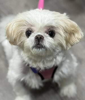 Candy Baby -  Shih Tzu Dog for Adoption in Cypress, California - Candy Baby | PetCurious