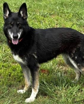Regina (Sweet, Gentle Family Companion) -  German Shepherd Dog Dog for Adoption in Newfoundland, Pennsylvania - Regina (Sweet, Gentle Family Companion) | PetCurious