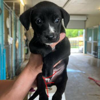 CT Blackberry avail Jul 4 -  Labrador Retriever and Mixed Breed Dog for Adoption in Stormville, New York - CT Blackberry Avail Jul 4 | PetCurious
