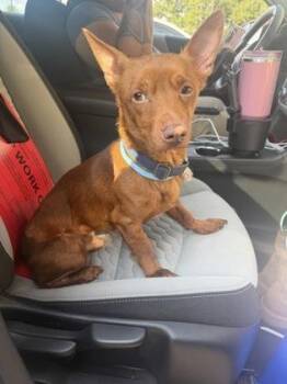 Bjorn -  Mixed Breed Dog for Adoption in Chamblee, Georgia - Bjorn | PetCurious