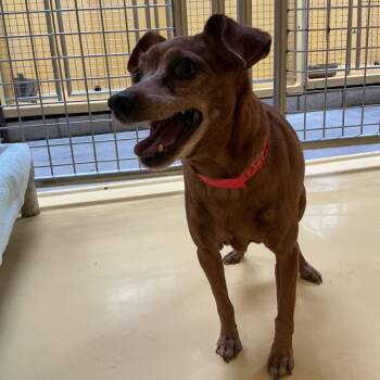 IVHS-Stray-139966 -  Chihuahua and Mixed Breed Dog for Adoption in San Gabriel, California - IVHS-Stray-139966 | PetCurious