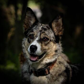 1221 Utah -  Australian Shepherd and Border Collie Dog for Adoption in Ringwood, Illinois - 1221 Utah | PetCurious
