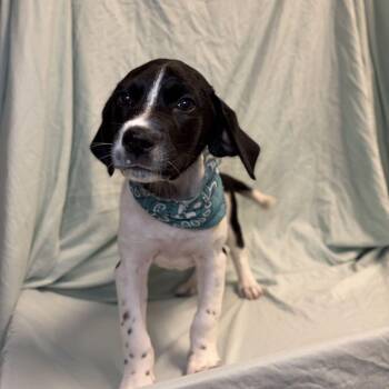 Misty -  Mixed Breed Dog for Adoption in Canal Winchester, Ohio - Misty | PetCurious