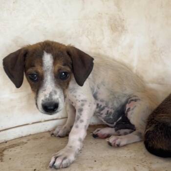 Trouble Brewing -  Mixed Breed Dog for Adoption in Moab, Utah - Trouble Brewing | PetCurious