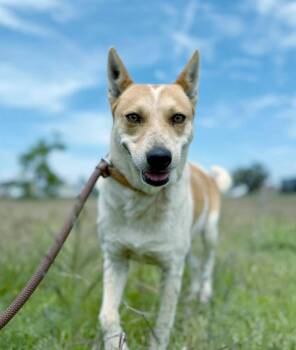 Skye -  Australian Cattle Dog Blue Heeler Dog for Adoption in Woodstock, Ontario - Skye | PetCurious