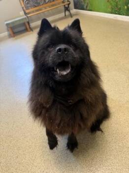 Jasper -  Chow Chow and Mixed Breed Dog for Adoption in Harbor Springs, Michigan - Jasper | PetCurious