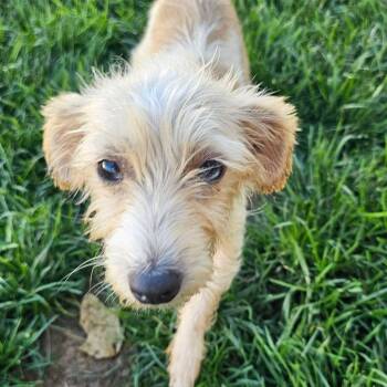 Spritz -  Jack Russell Terrier Dog for Adoption in Plainfield, Illinois - Spritz | PetCurious