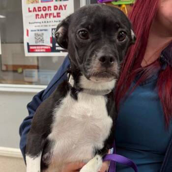 Patty -  Mixed Breed Dog for Adoption in Naperville, Illinois - Patty | PetCurious