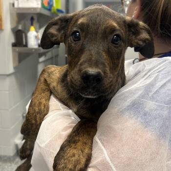 Mason -  Mixed Breed Dog for Adoption in Greenville, South Carolina - Mason | PetCurious