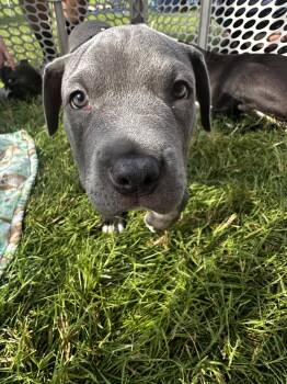 Breve -  Pit Bull Terrier Dog for Adoption in Germantown, Ohio - Breve | PetCurious