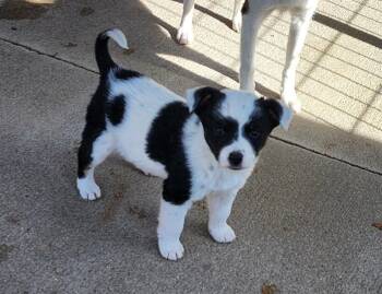 Terrier Dogs Available for Adoption - Cream | PetCurious