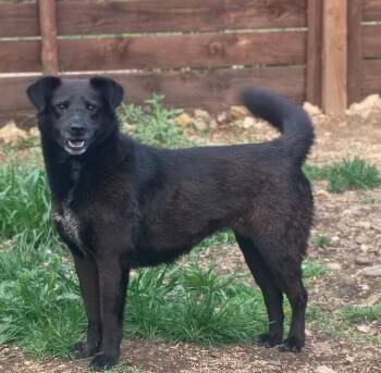 Loxley 2 -  Labrador Retriever and Cattle Dog Dog for Adoption in Fort Lupton, Colorado - Loxley 2 | PetCurious