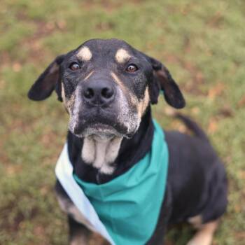Rottweiler Dogs Available for Adoption in San Antonio, Texas - ALEXANDER | PetCurious