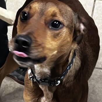 Hound Dogs Available for Adoption in Tulsa, Oklahoma - Twizzler | PetCurious