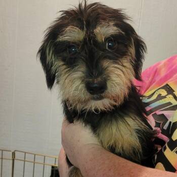 Blackie -  Terrier Dog for Adoption in Milford, Michigan - Blackie | PetCurious