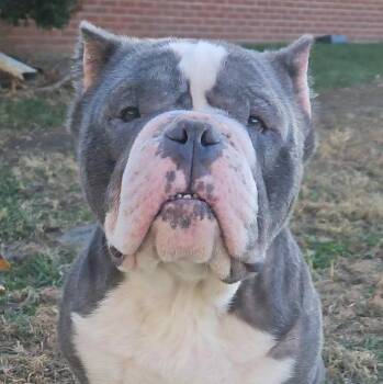 Rescue American Bully Dogs for Adoption in Normal, Illinois - Sully | PetCurious